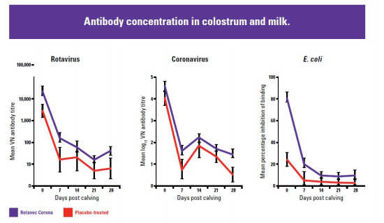 Antibody concentration in colostrum and milk