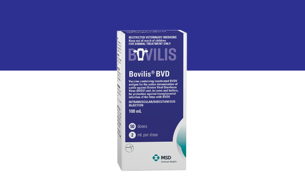 Bovilis BVD Cattle Vaccine