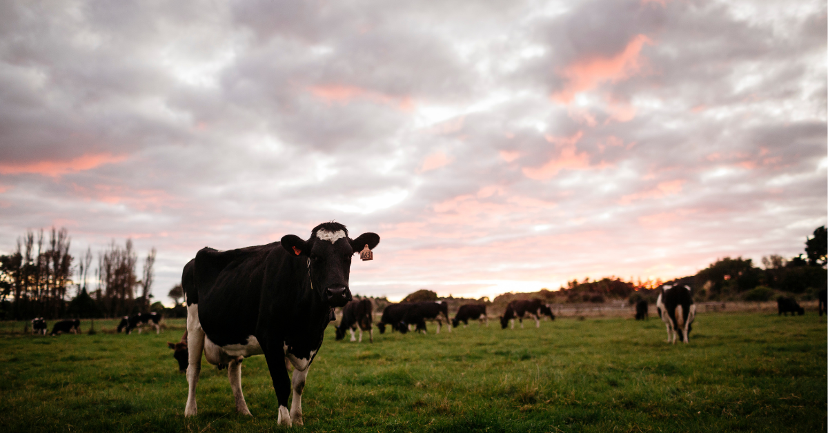 Dairy cow in paddock with a sunset