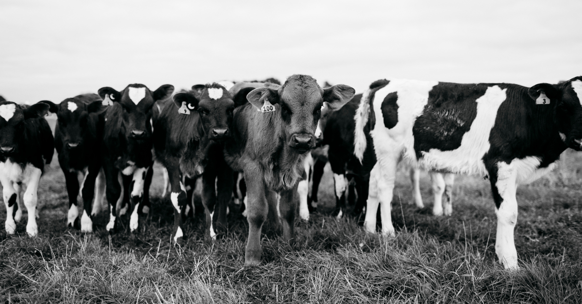 Calves in paddock
