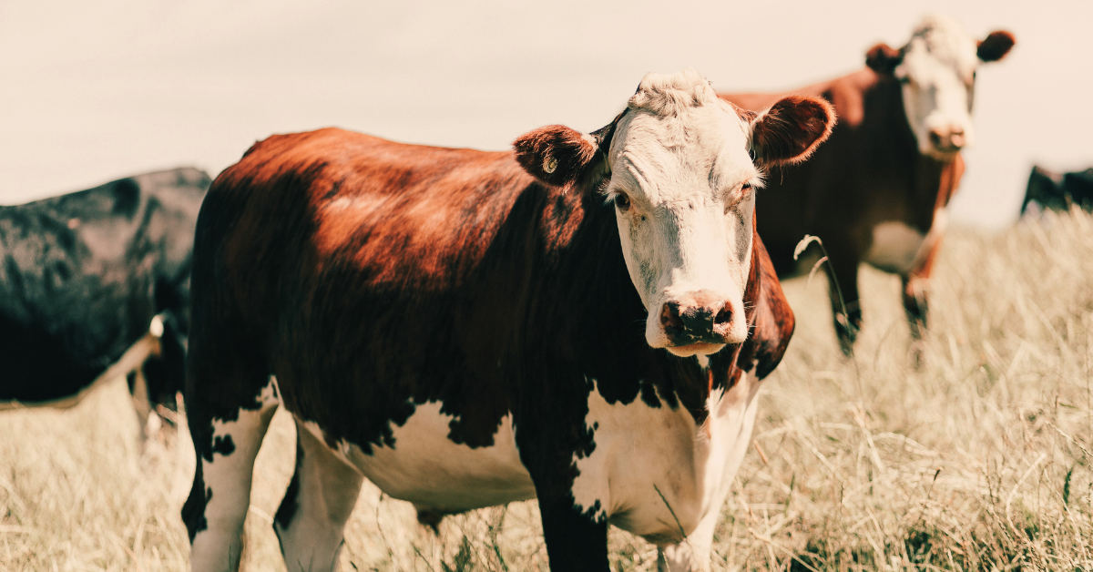 beef cow in paddock