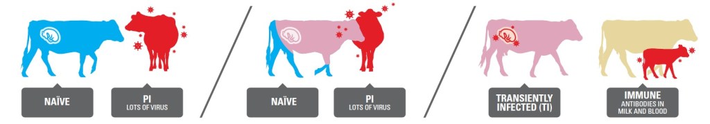 Where PI cattle come from