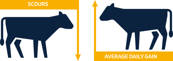 Scours and average daily gain - Cryptium