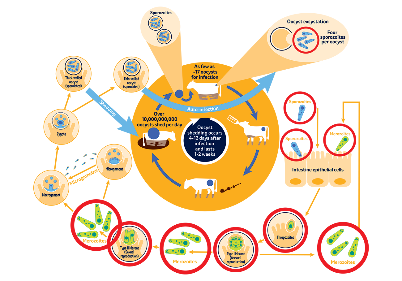 Cryptium lifecycle detailer
